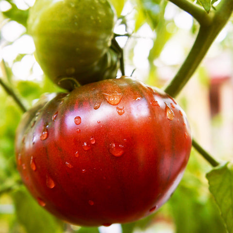 Purely Organic Cherokee Purple seeds close-up showing quality, ready for germination in your grow room.
