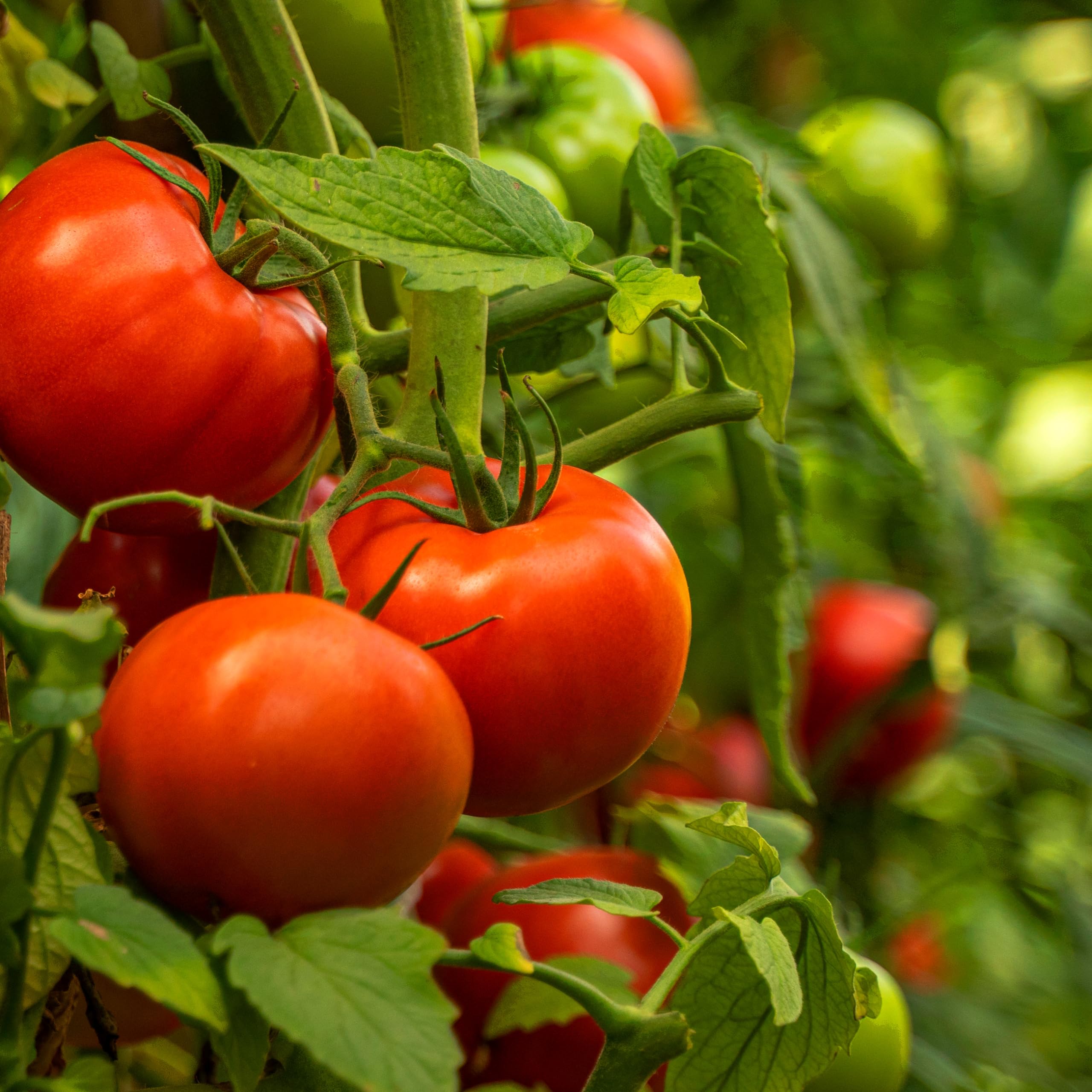 Purely Organic Ponderosa Red Beefsteak seeds germination scene; promotes strong early seedlings.
