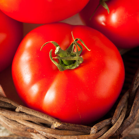 Purely Organic Ponderosa Red Beefsteak hardening-off process; acclimating before outdoor transplant.