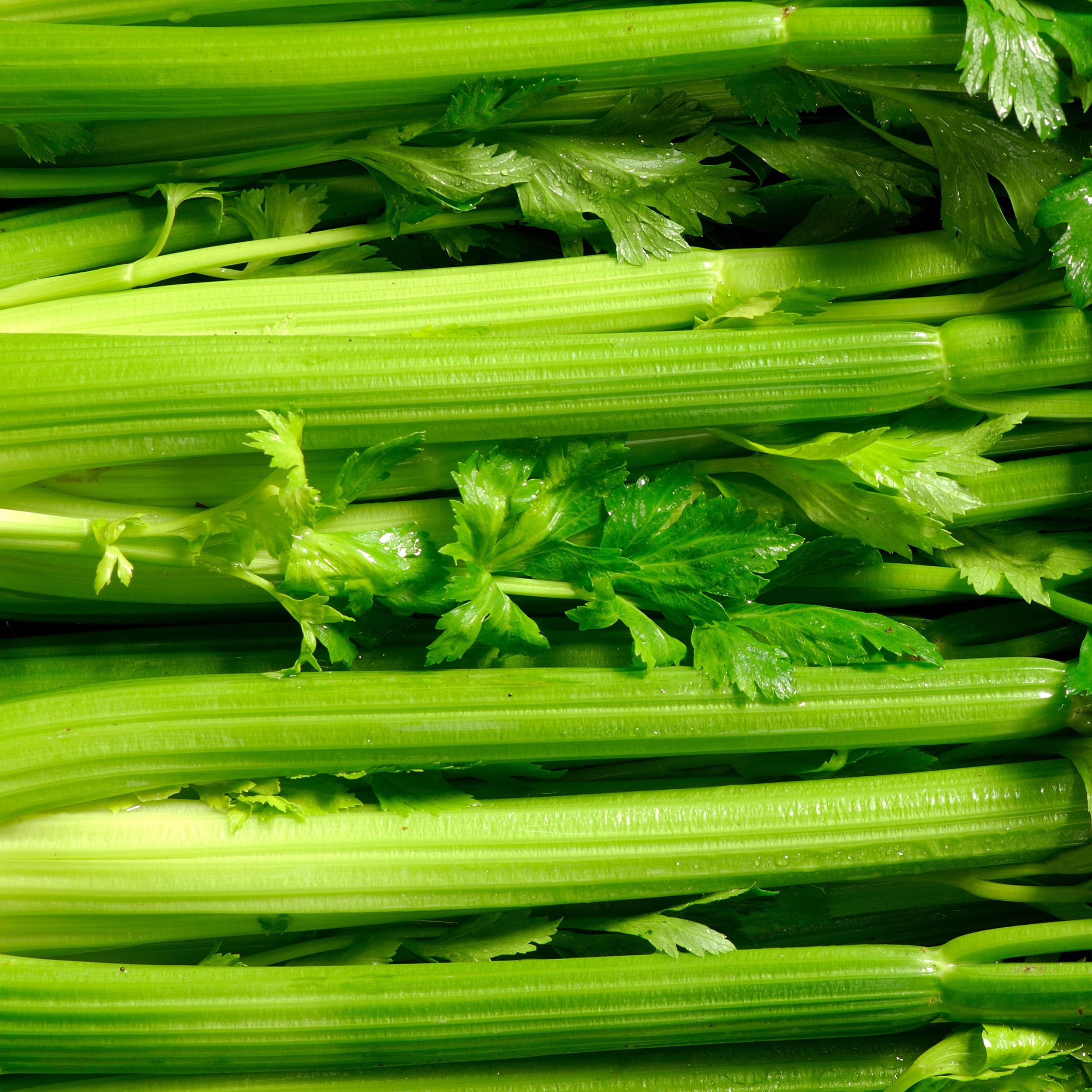 Purely Organic Utah Tall Celery Seeds planted in a garden bed forming tall stems.