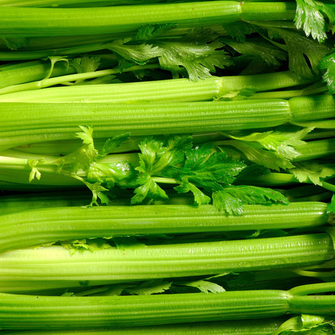 Purely Organic Utah Tall Celery Seeds planted in a garden bed forming tall stems.