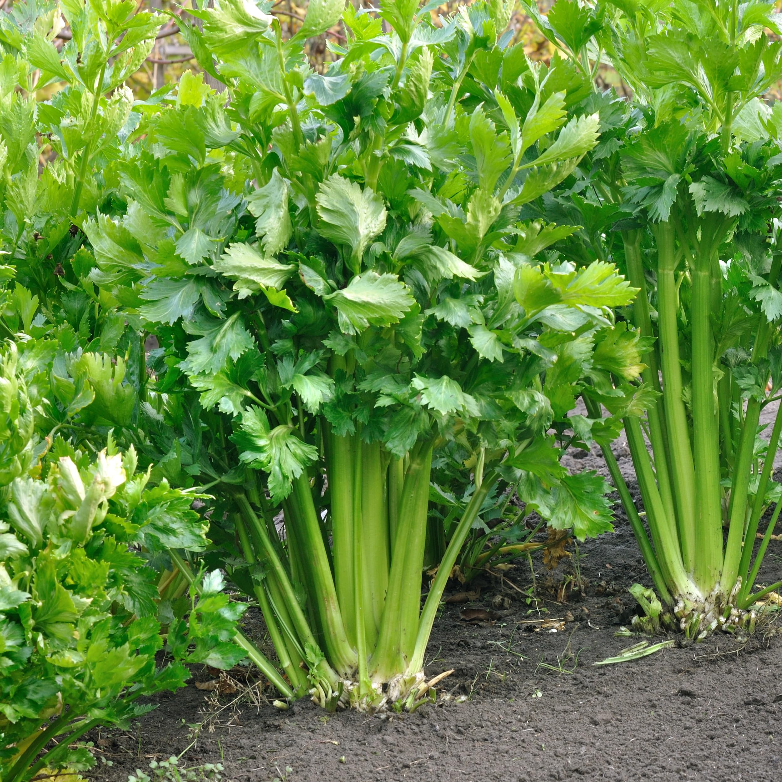 Purely Organic Utah Tall Celery Seeds packet back with tips for garden success.