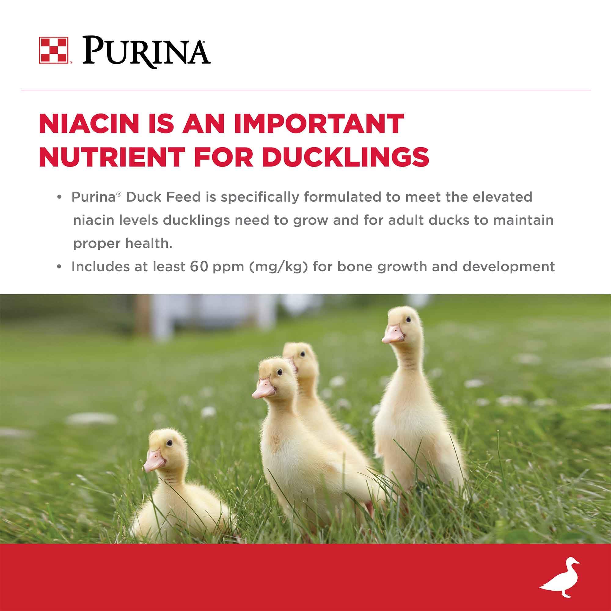 Purina ducks eating demonstrates daily feeding routine with balanced nutrition.