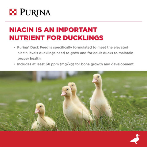 Purina ducks eating demonstrates daily feeding routine with balanced nutrition.