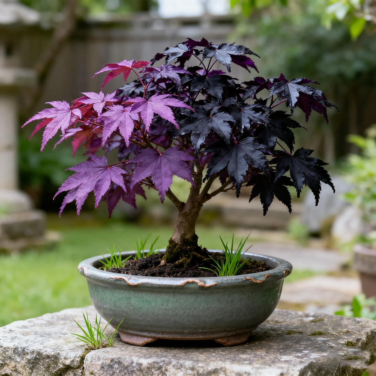 Purple Maple Seeds in an open packet ready for planting and garden drama.