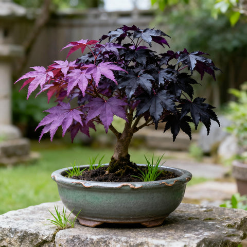 Purple Maple Seeds in an open packet ready for planting and garden drama.