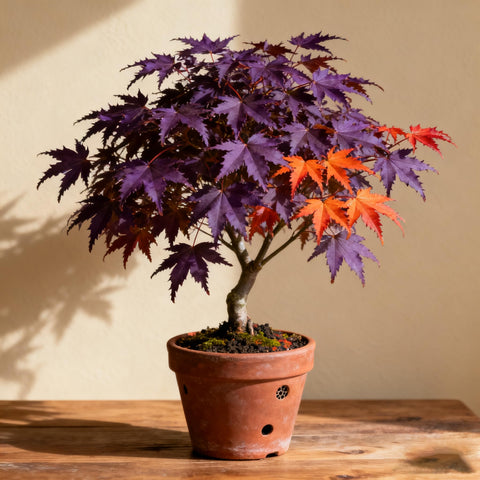 Purple Maple Seeds package close-up highlighting the non-GMO heirloom collection.