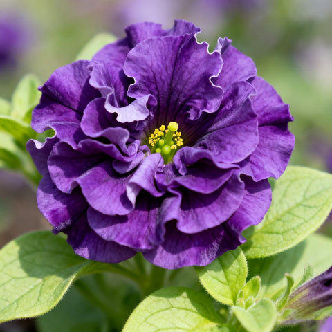 Purple Petunia Seed border display with uniform, vibrant edging.