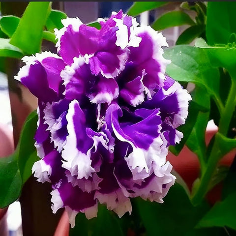 Purple Petunia Seed in a container demonstrates mounded, compact growth.