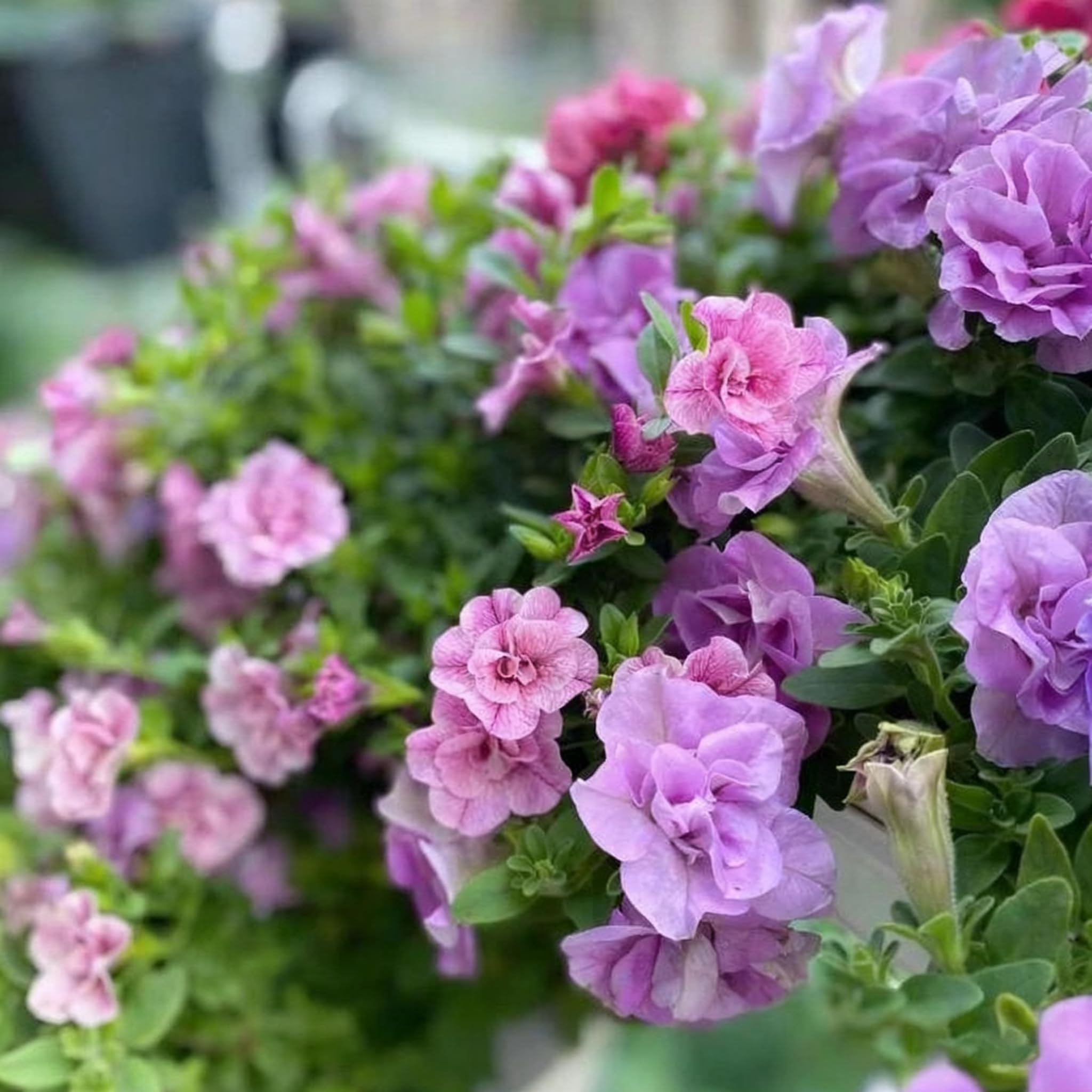Purple Petunia Seed double bloom close-up showing rich purple petals.