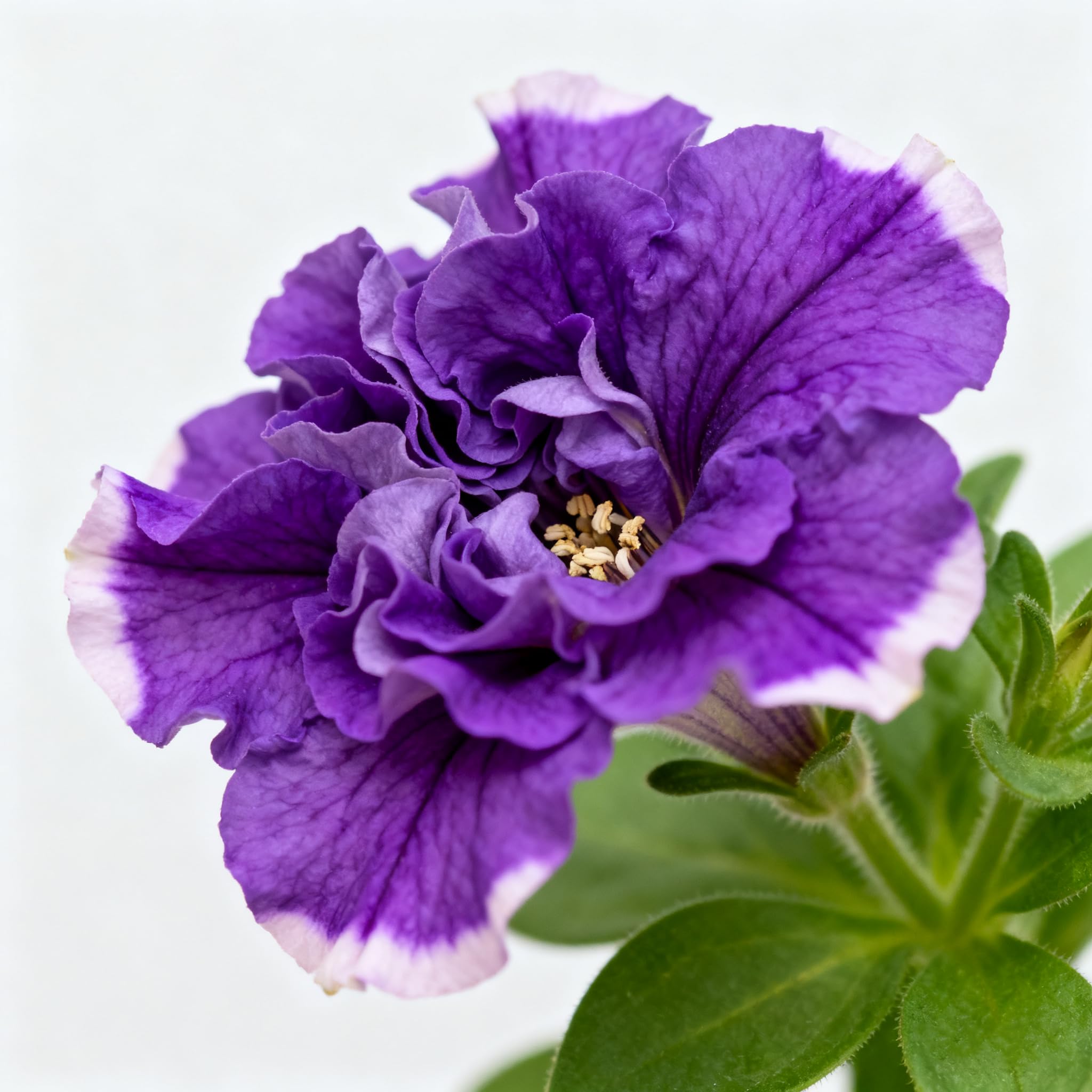 Purple Petunia Seed in a garden bed for dense, colorful planting.