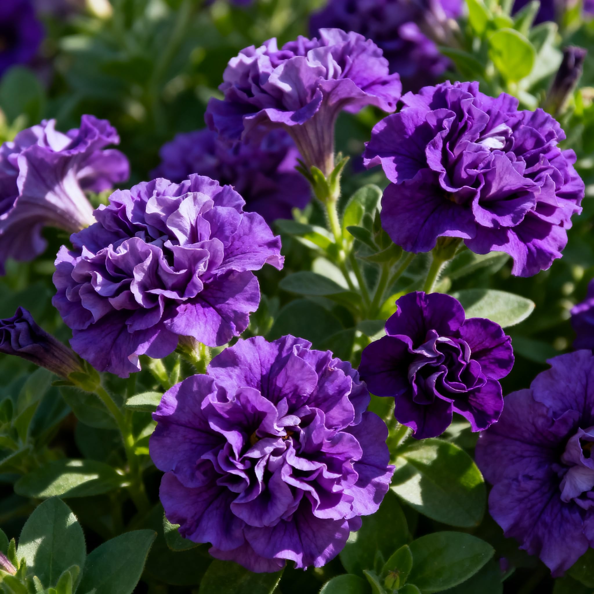 Purple Petunia Seed in a hanging basket with cascading double blooms.