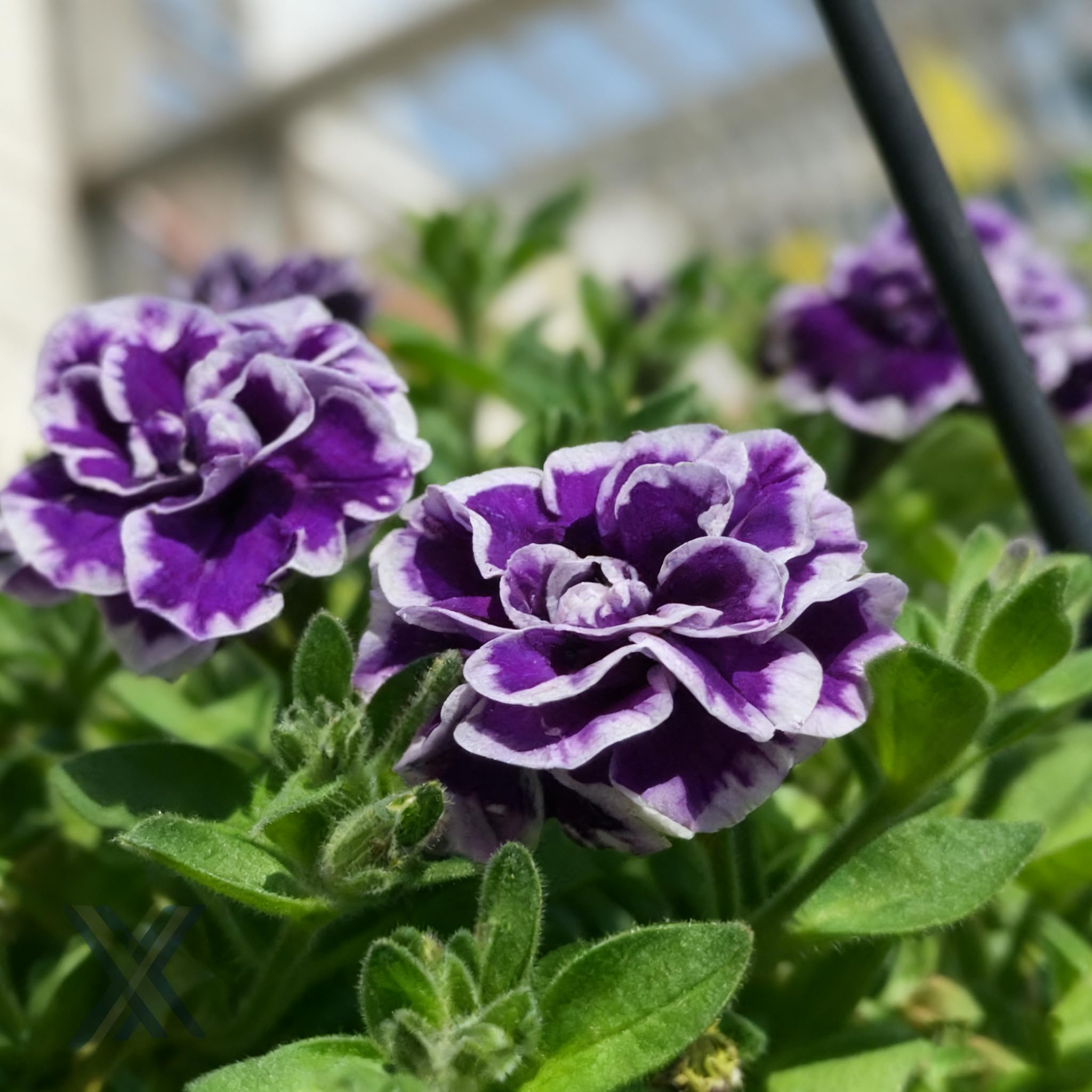 Purple Petunia Seed pack cover with vibrant annual color for sunny gardens.