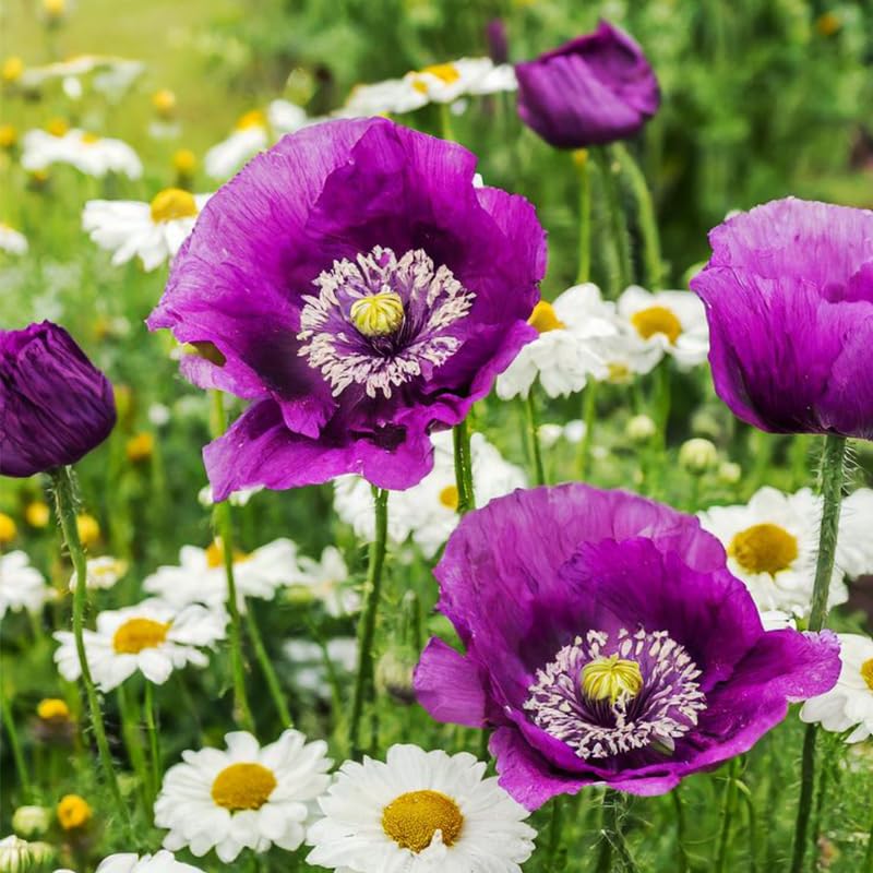 Purple Poppy Seeds bag front for colorful garden blooms