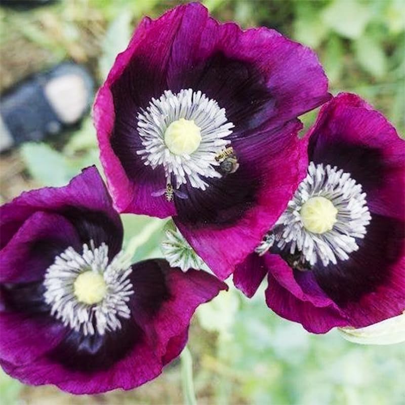 Purple Poppy Seeds garden spotlight showing thriving blooms in sun