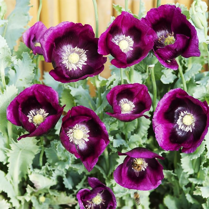 Purple Poppy Seeds petal closeup reveals rich color and texture