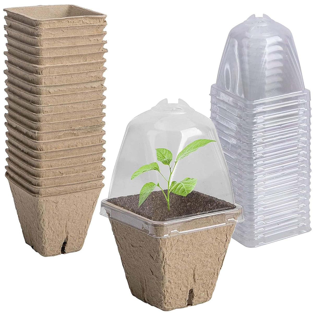 Purple Star 1N biodegradable nursery pots with humidity dome ready for seed germination and easy observation.