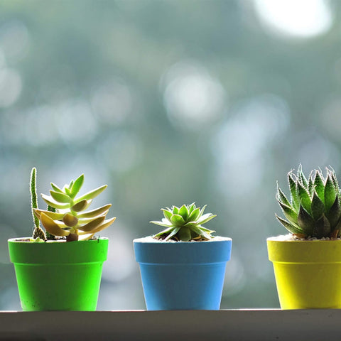 Purple Star 1N 50-pack kit includes pots domes and trays