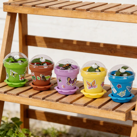 Purple Star 1N mixed-color pots brightening small garden displays