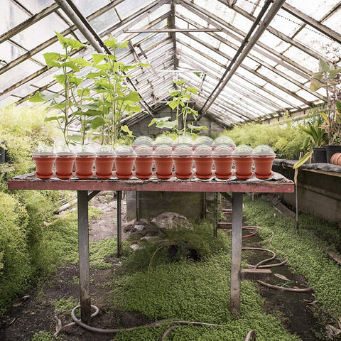 PURPLE STAR 1N transparent observation dome enables quick growth checks without lifting lid.