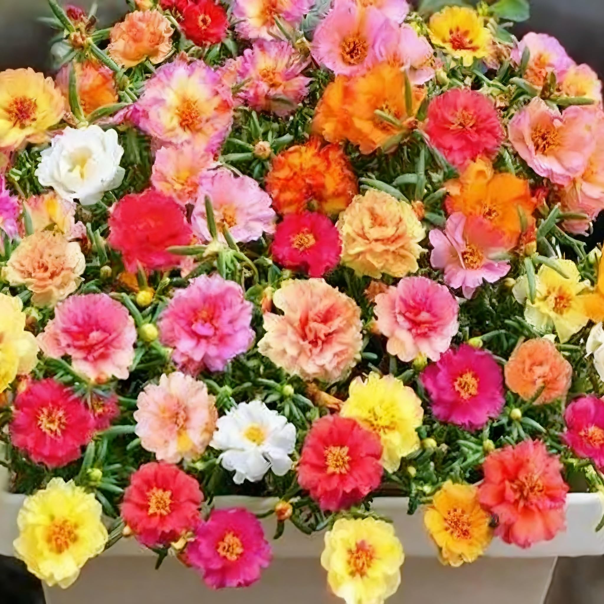 Purslane mixed-color seeds for vibrant sunlit borders.