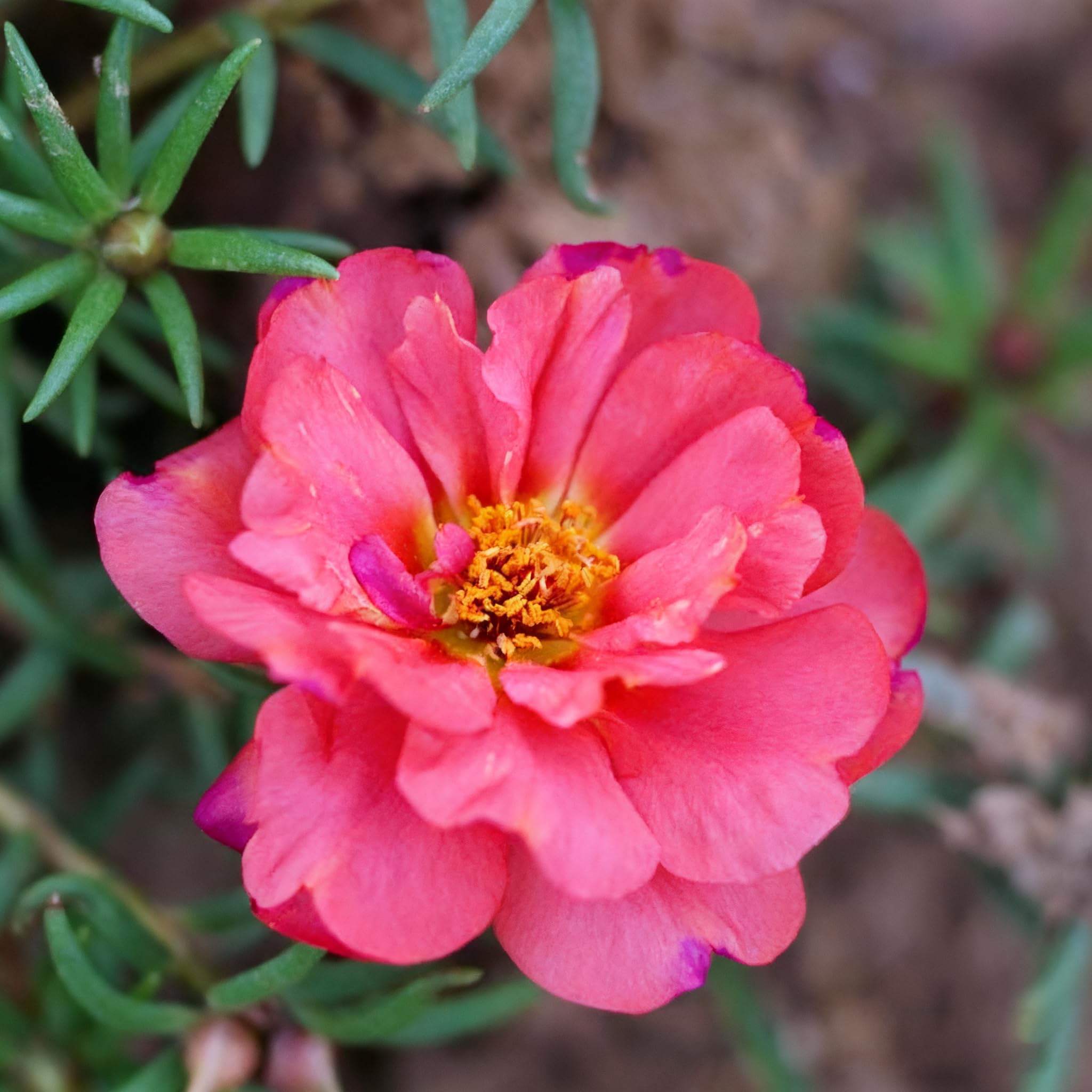 Purslane mixed-color seeds form a dense ground cover in sunny beds.
