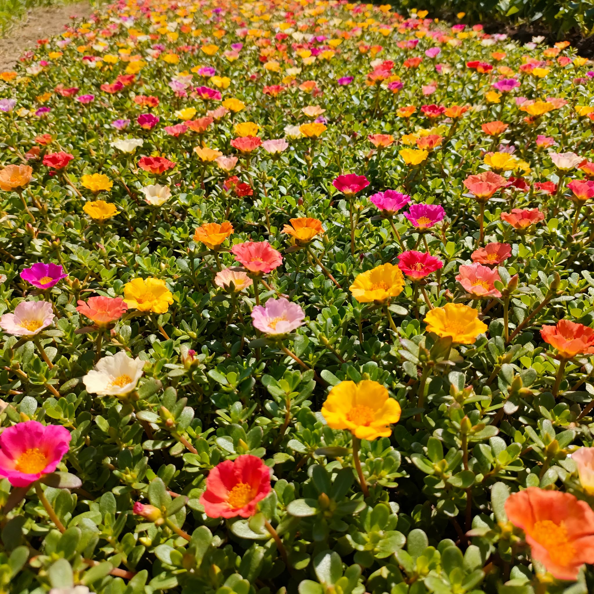 Purslane mixed-color seeds create a creeping border and slopes.