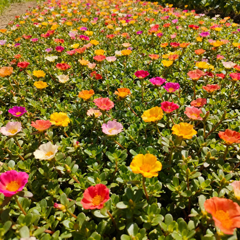 Purslane mixed-color seeds create a creeping border and slopes.