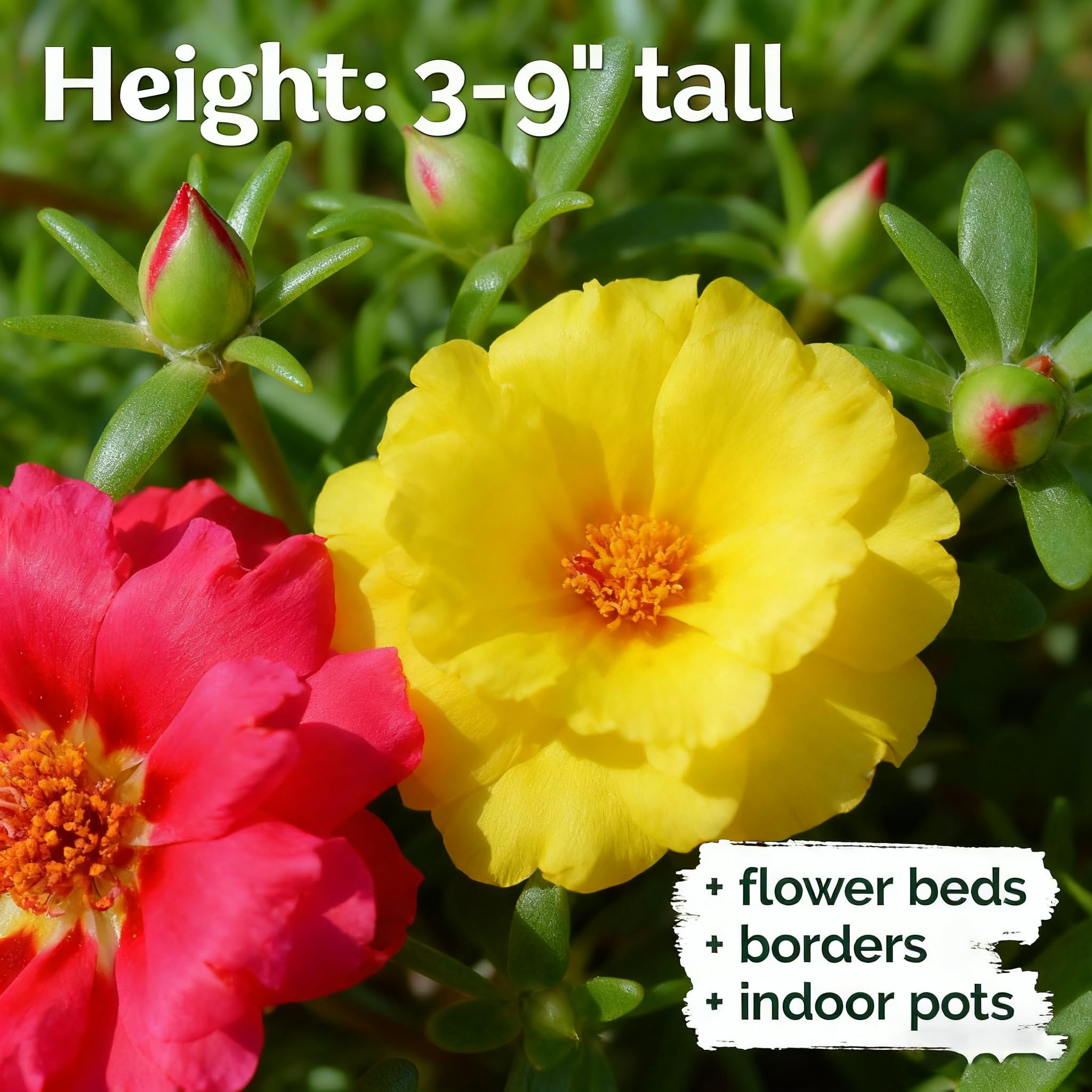 Purslane mixed-color seeds suit containers and hanging baskets.