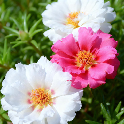 Purslane mixed-color blooms from early summer to fall in sun.