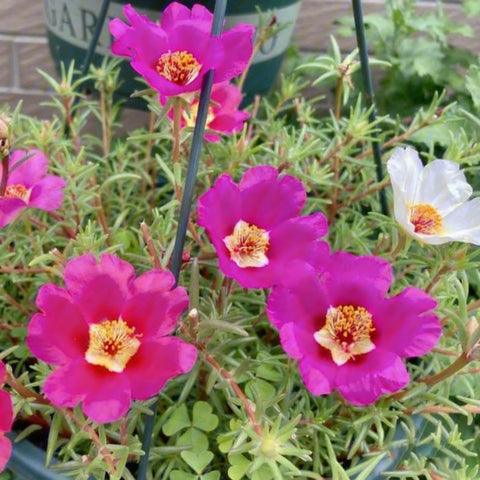 Purslane mixed-color seeds offer low-maintenance garden versatility.