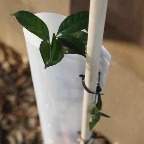 Pushglossy 48-inch tree grow tube protecting cuttings in outdoor beds.