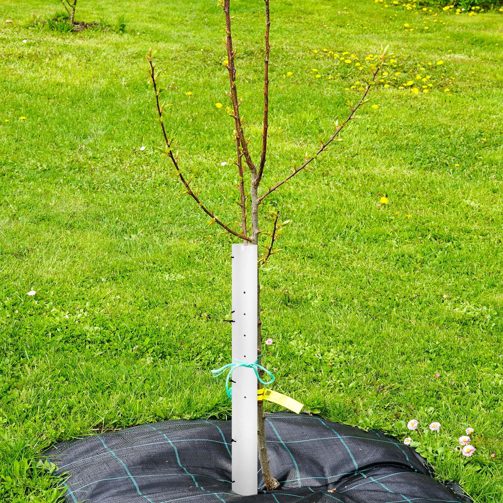 Pushglossy UV-stable, durable seedling protector for multi-season use.