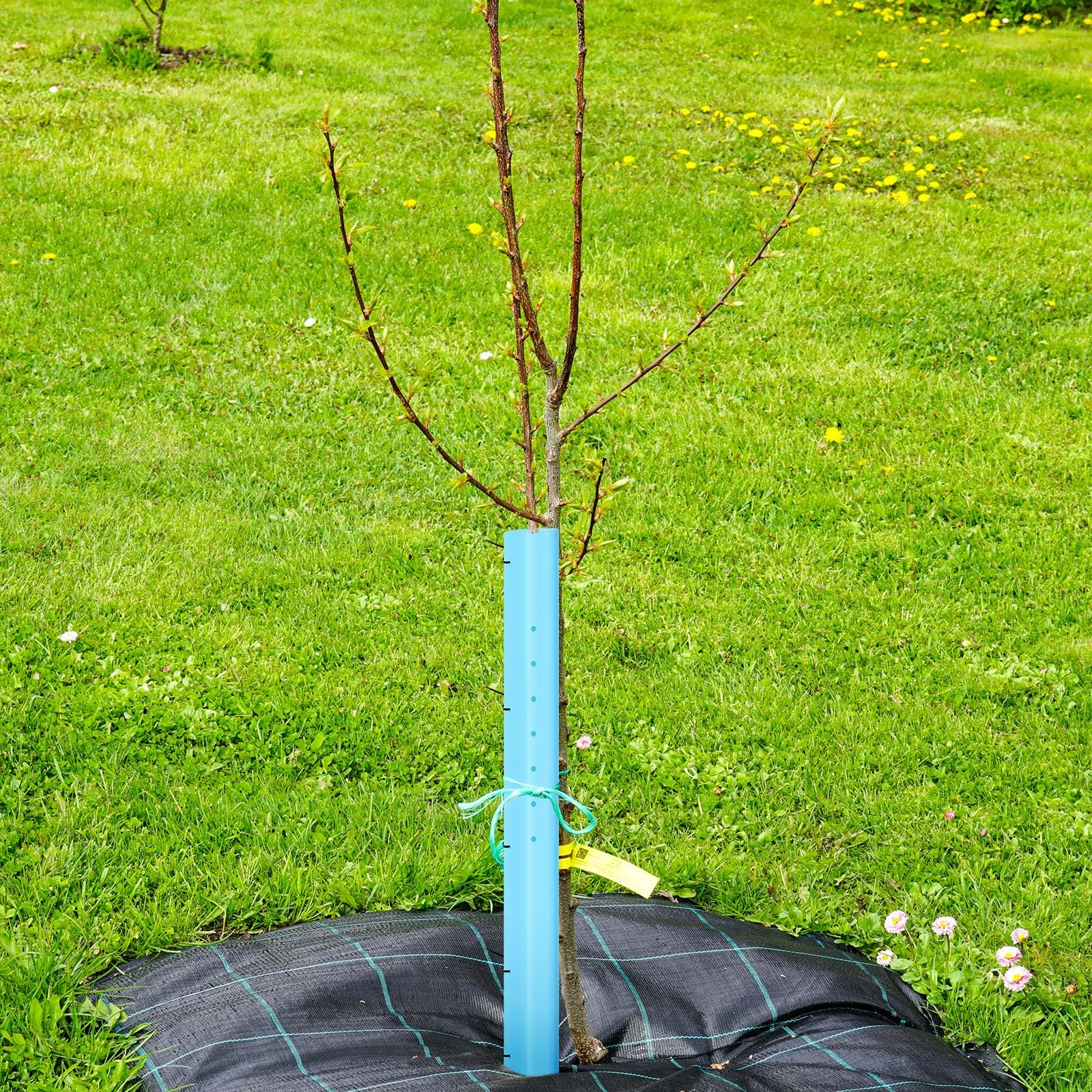 Pushglossy grow-tube protects cuttings from pests and wind outdoors.