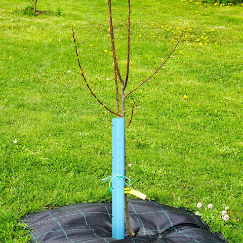 Pushglossy grow-tube protects cuttings from pests and wind outdoors.