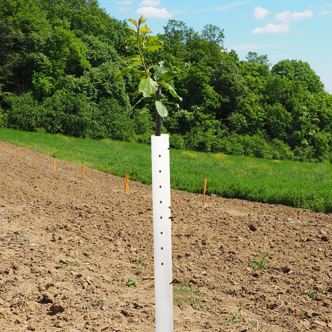 Pushglossy multi-plant-use tube protects vines, berries, and tomatoes.