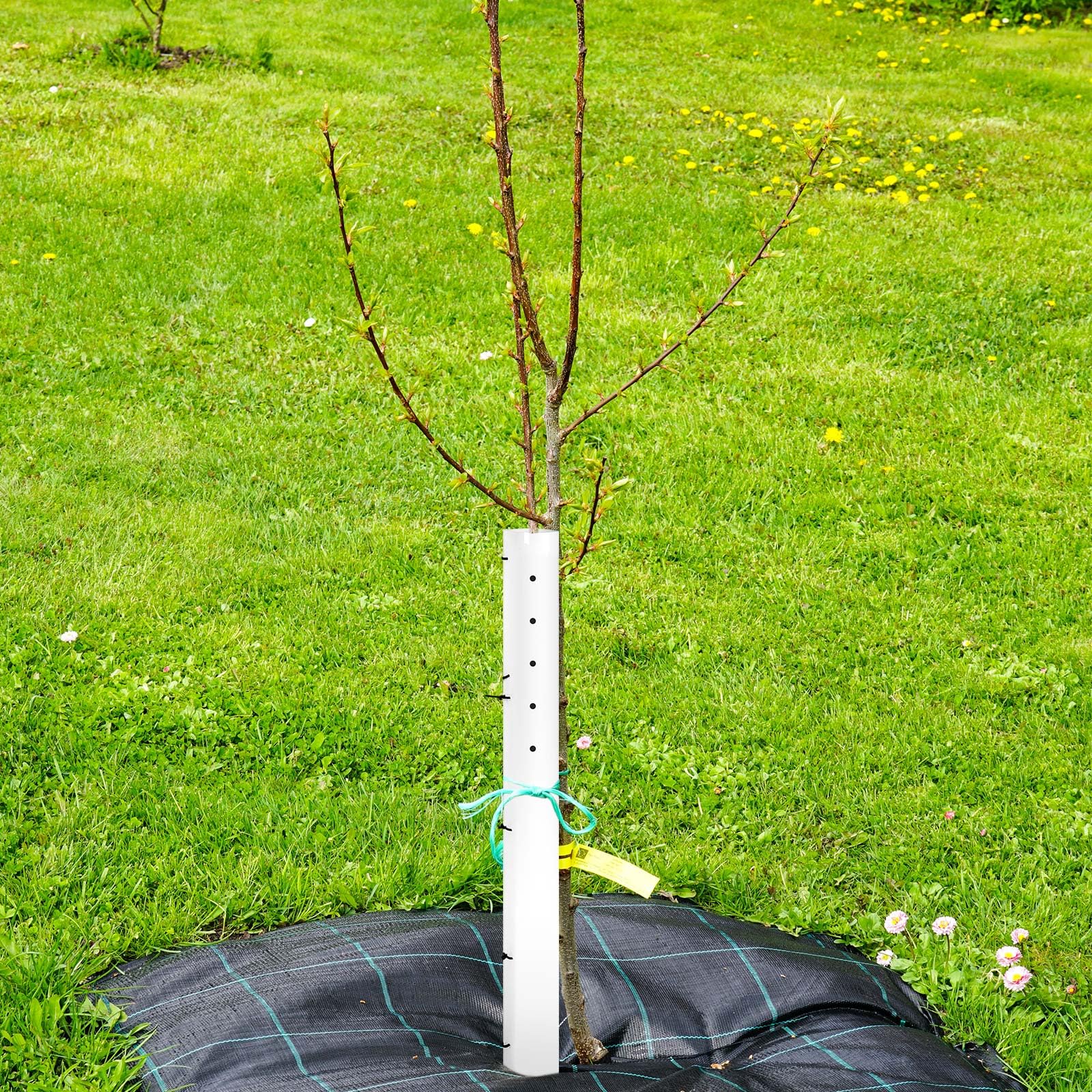 Pushglossy outdoor garden use tube protects seedlings from sun and pests