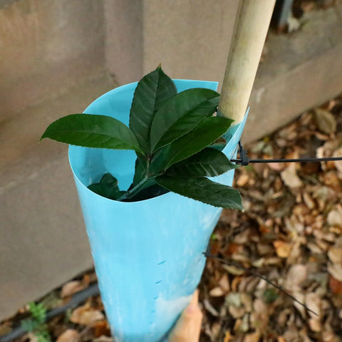 Pushglossy polyethylene plant shelter provides durable, reusable protection.