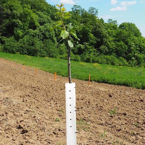 Pushglossy white seedling tube installed around a young plant in garden