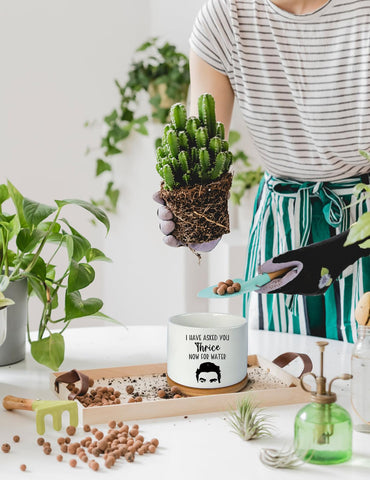 PWHINGN office, kitchen, or bathroom decor with compact succulent planter