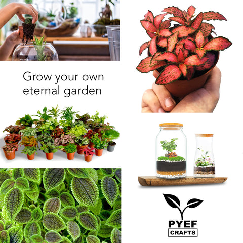 PYEF CRAFTS DIY Terrarium Kit fits Fittonia and compact ferns beautifully.