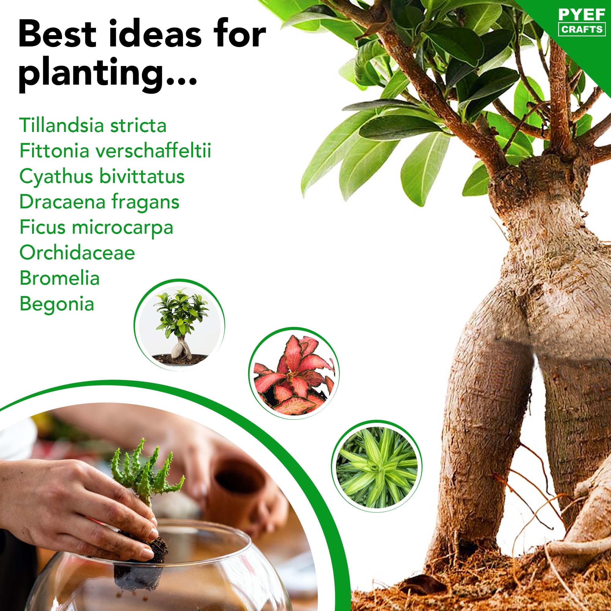 Suitable for succulents and Tillandsia for easy care.
