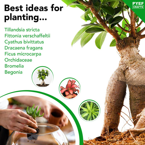 Suitable for succulents and Tillandsia for easy care.