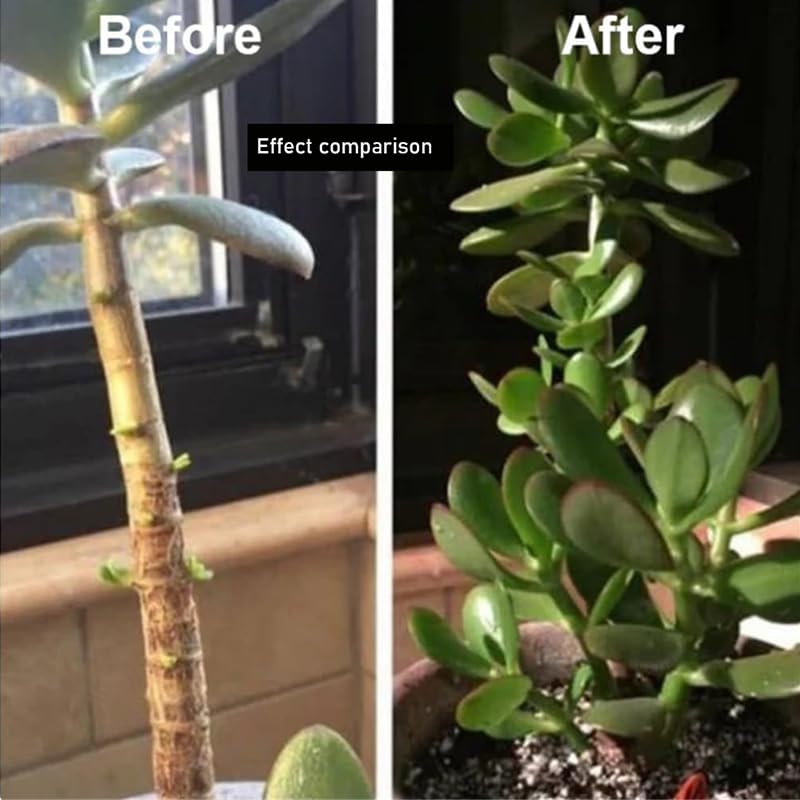 PYIEV Limetown yellowing leaves revived for healthier foliage