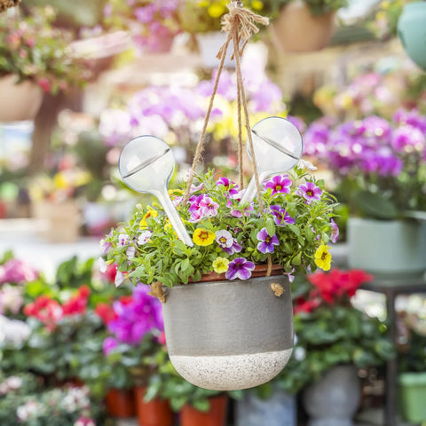 Pynqdfu bulbs ideal for flowers and garden setups with gentle irrigation