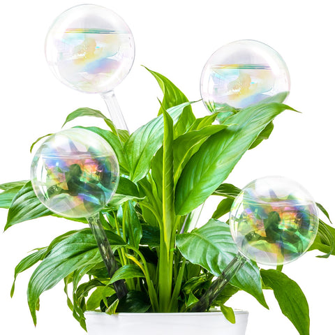 Pynqdfu rainbow glass watering globe assembly provides steady hydration for plants.