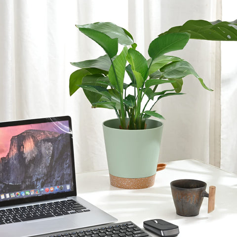 Qaobo modern round design adds a fresh green touch to decor.