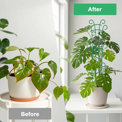 Qaobo plant trellis buckle stack demonstrates easy height extension for taller plants.