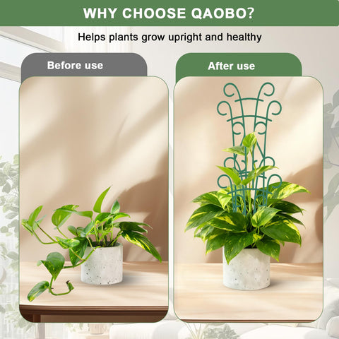 Qaobo pothos and hoya climbing trellis guides growth safely.