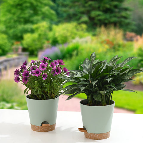 Qaobo six-pack green pots offer a cohesive decor solution.